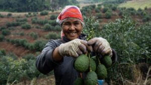 ¡Aguas, Uruapan! China también tiene su propia capital del aguacate