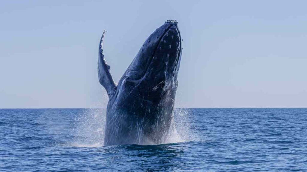 Ballena Jorobada Pareja