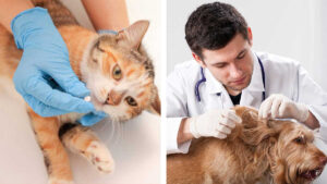 Por qué es importante desparasitar a tus mascotas y cómo debes hacerlo según un experto 