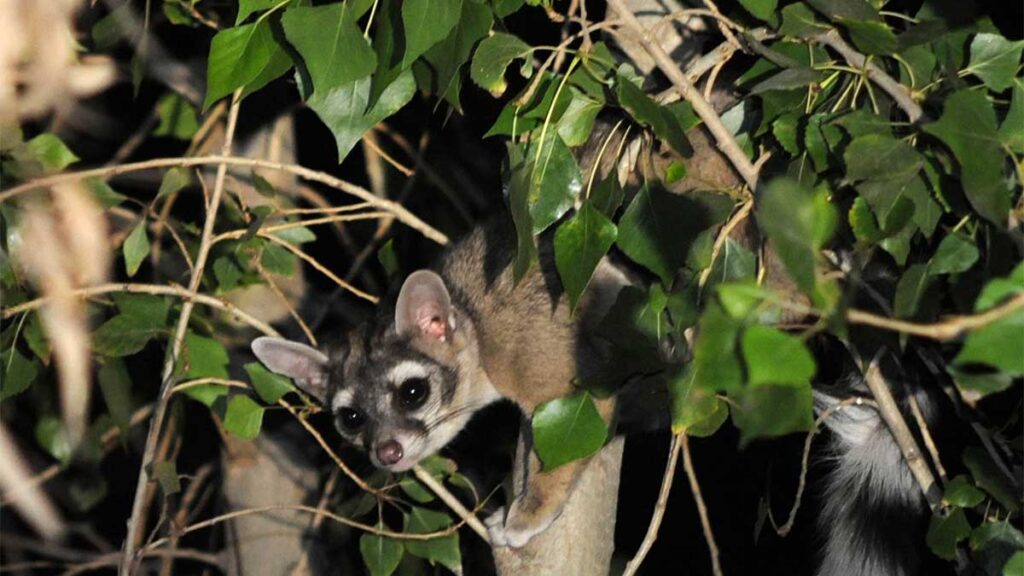 Se reportan cacomixtles muertos en Azcapotzalco.
