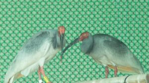 ¡Increíble regreso! ibis crestados pasan de estar al borde de la extinción a brillar en zoológico de Beijing