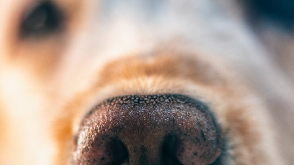 sujeto amarra y pone bozal a su perro para golpearlo