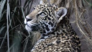 Salvar al jaguar podría generar 4 mil millones de dólares al año, según WWF