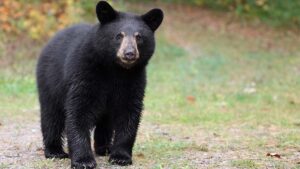 Oso negro sorprende a corredores en la ruta de Ultra Coahuila
