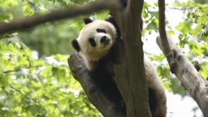 Peludos, pachoncitos y a salvo: Ve cuántos pandas gigantes hay en el mundo