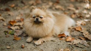 Madre e hija roban un perro pomerania en la GAM; video
