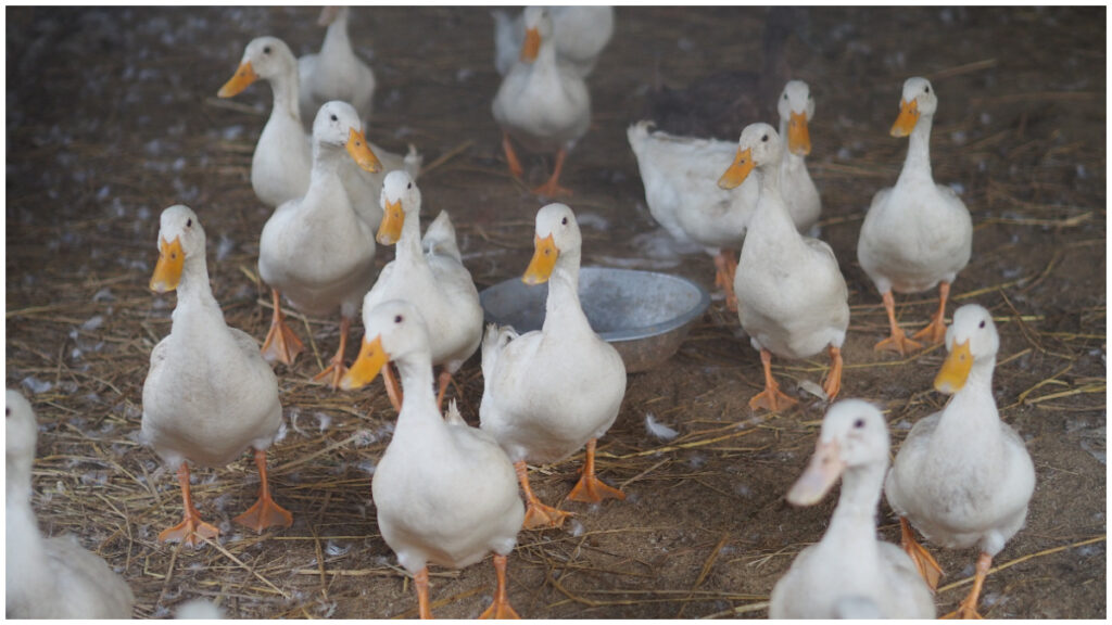 Gripe aviar: identifican por primera vez en EE.UU brote de cepa H5N9