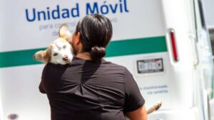 Estos son los costos de esterilizaciones para perros y gatos en la UNAM