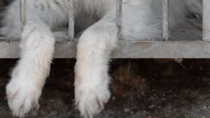 Muere perrito Rocky; vinculan a proceso a Liliana "N" acusada de arrastrarlo en Coahuila