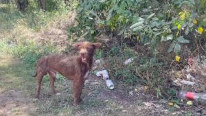 Perros callejeros invaden Cuxtal; autoridades de Mérida trabajan en su reubicación