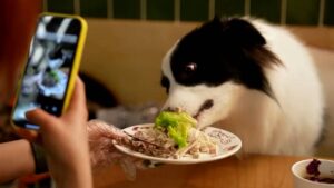 Día Mundial del Perro: qué alimentos nunca debes darle a tu mascota