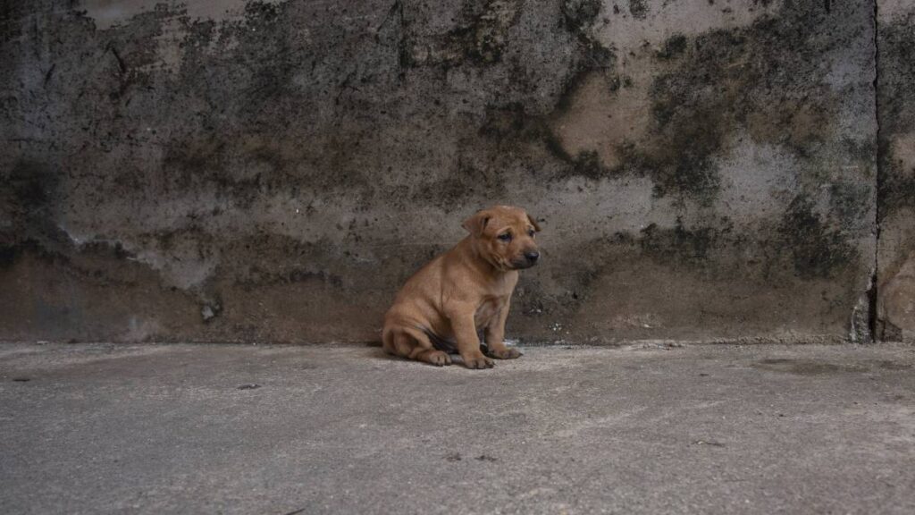 ¿Qué hacer con tu mascota si eres deportado?
