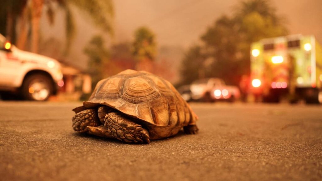 Animales, las otras víctimas de los incendios en Los Ángeles, California