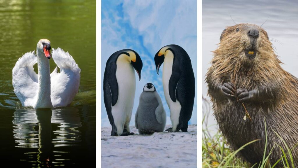 Monogamia: animales que tienen una sola pareja toda la vida