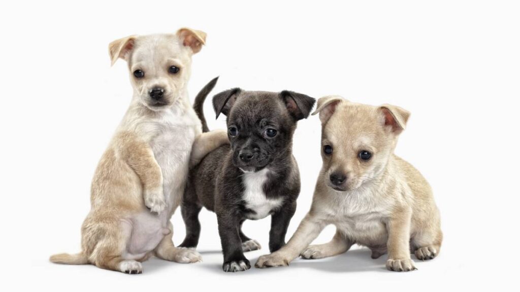 Al estilo de la Gala de Viña del Mar 2025, promueven adopción de perritos