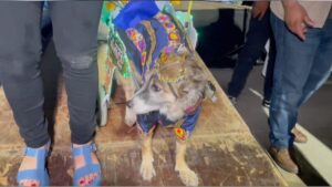 Coronan a los reyes caninos del Carnaval de Mérida 2025