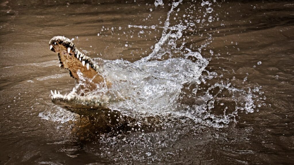 Joven se salva de cocodrilo de río
