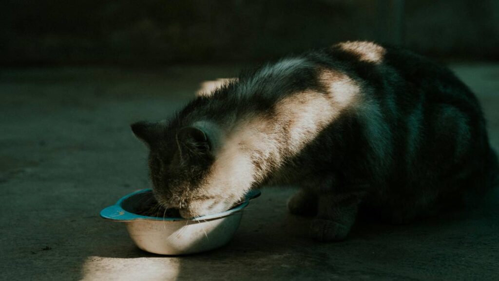 ¿Alimento seco o húmedo para gatos? Veterinaria responde qué es mejor