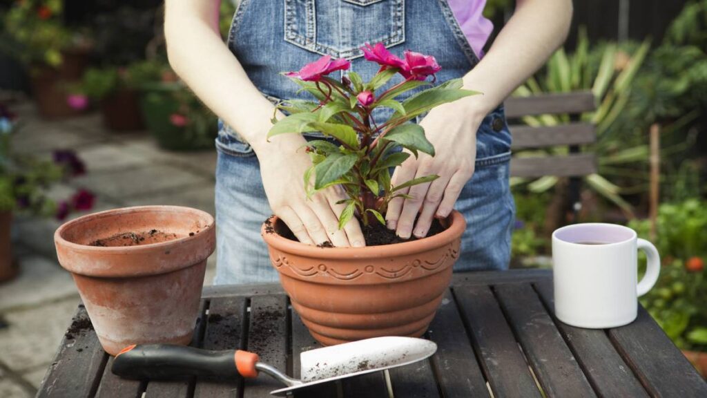 Evita este error al trasplantar y ve qué hacer en febrero y marzo para que tus plantas sobrevivan