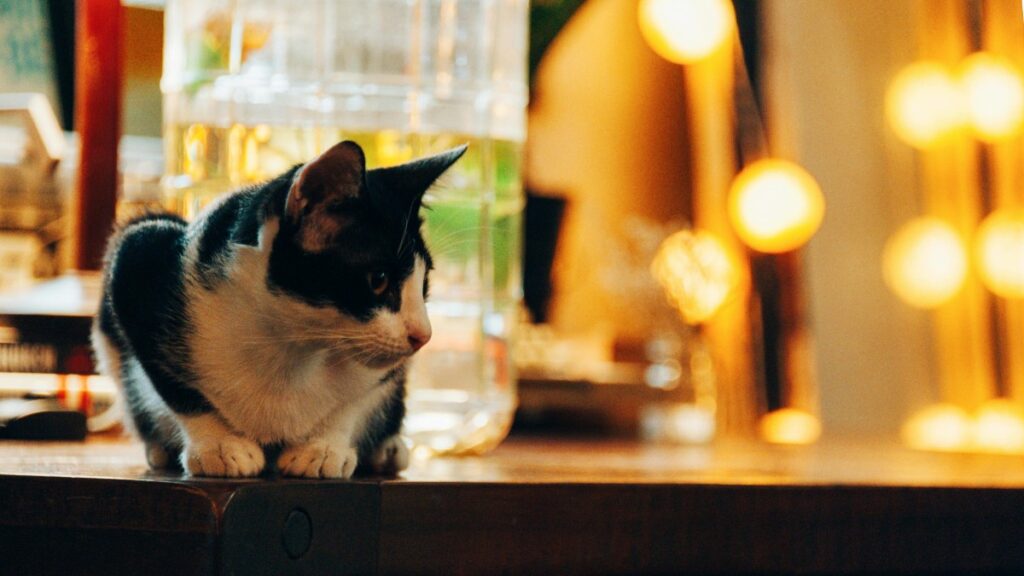 Evita gato se suba a la mesa