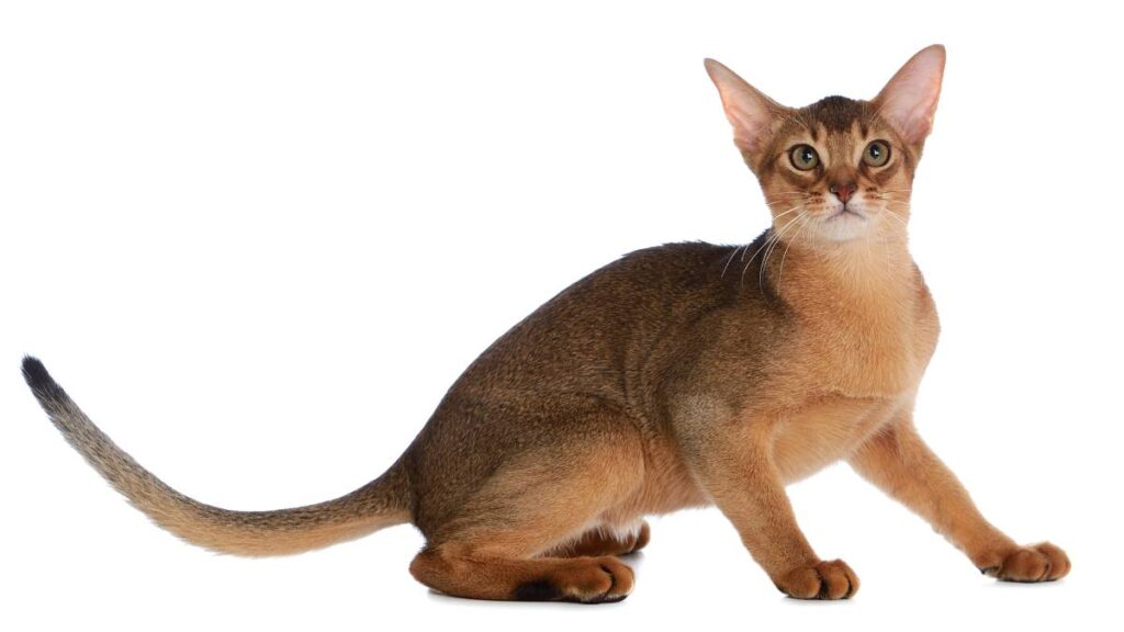 Abisinio, exótico gato egipcio; en México solo hay 3 y Luis Fernando Peña tiene uno