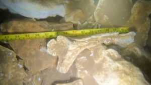 Hallan fósiles de perezoso gigante y caballos prehistóricos en cenote de Yucatán