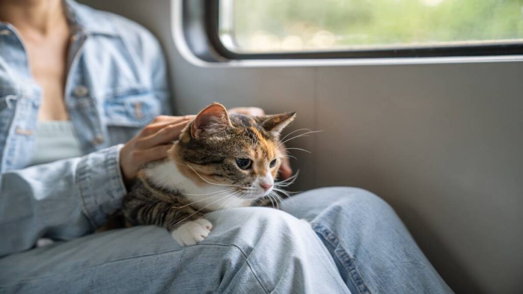 Tilly, la gata aventurera que viaja en tren