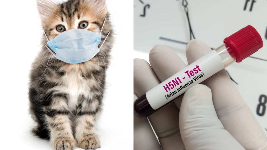 Gatos podrían contagiarse de gripe aviar sin salir de casa: CDC