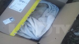 Indignante: se roban a perrito en Puebla y lo regresan muerto en taxi de app