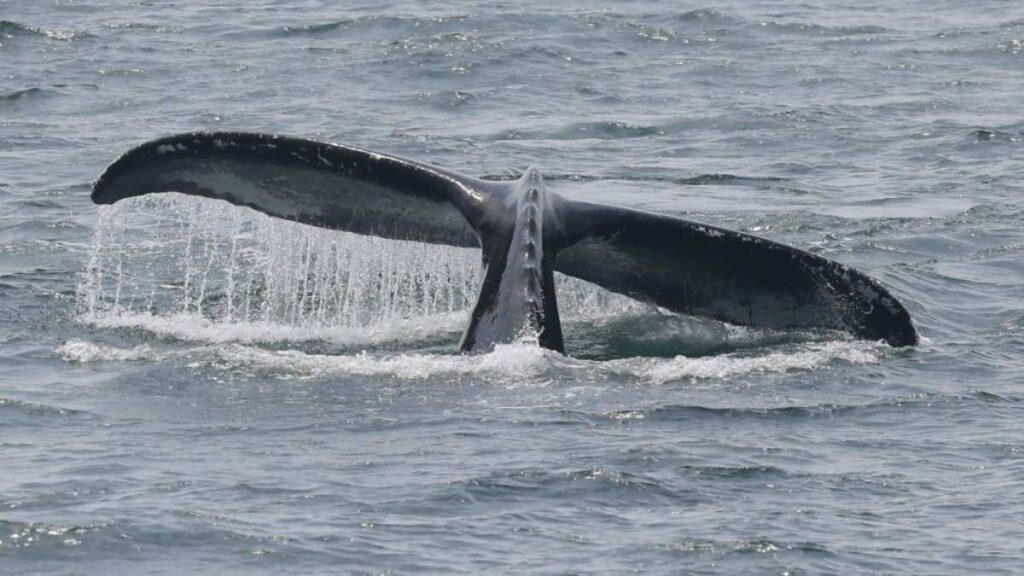 Ballena varada en Alemania es trasladada al mar del Norte tras operación de rescate