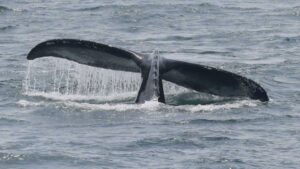 Final feliz: liberan a ballena varada desde marzo; ve video