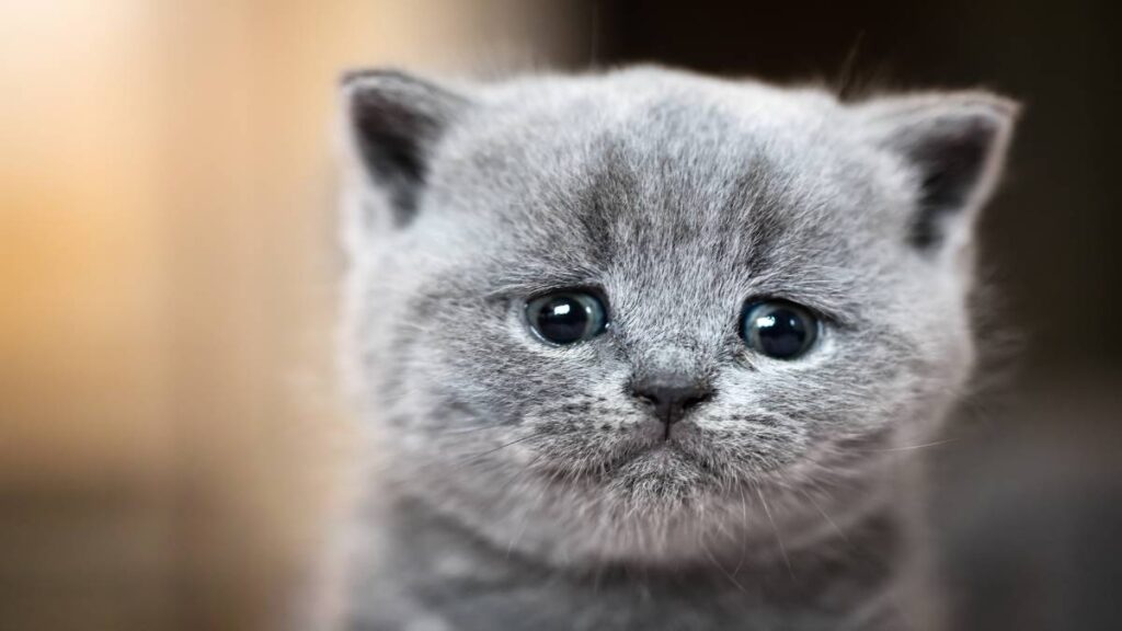 Llanto y emociones de los gatos: ¿cuándo y por qué se producen?