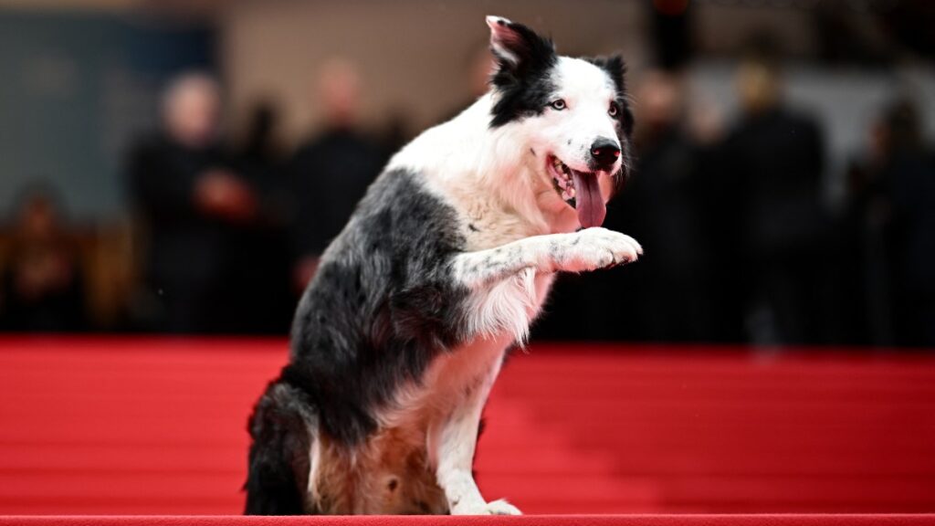 mascotas presencia Oscar