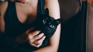 Ni Halloween ni Día de Muertos: frenan adopciones de gatos en estas ciudades para protegerlos de rituales