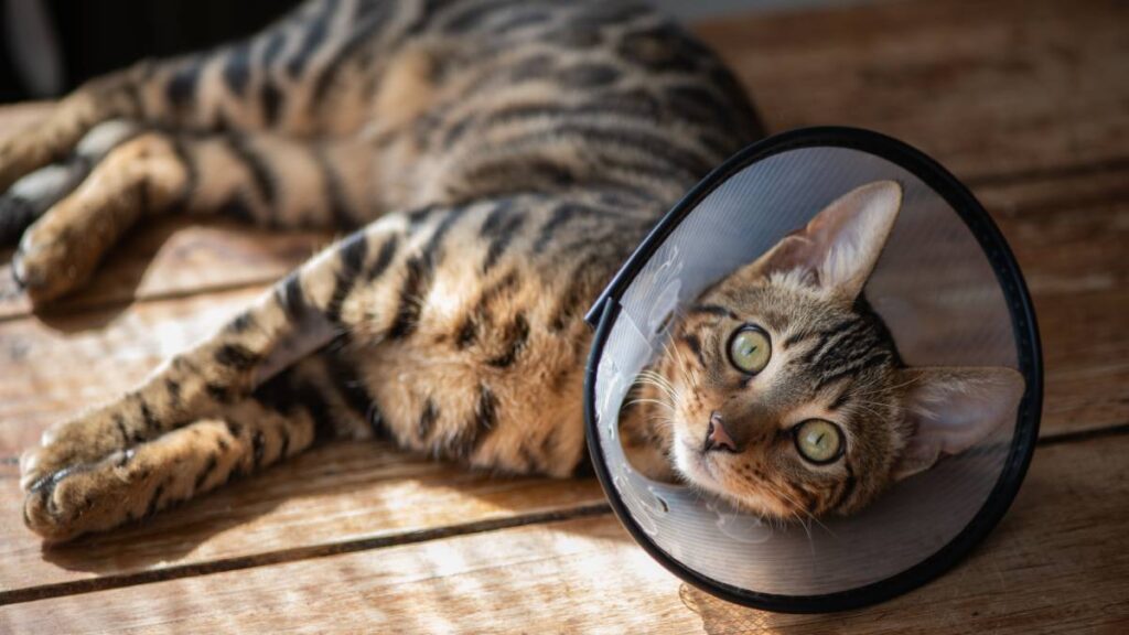 Día Mundial de la Esterilización Animal: Beneficios de la castración de mascotas