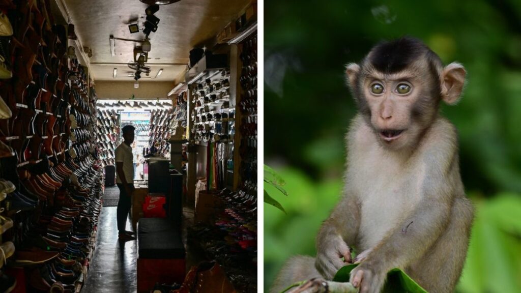 Mono provoca apagón general en Sri Lanka