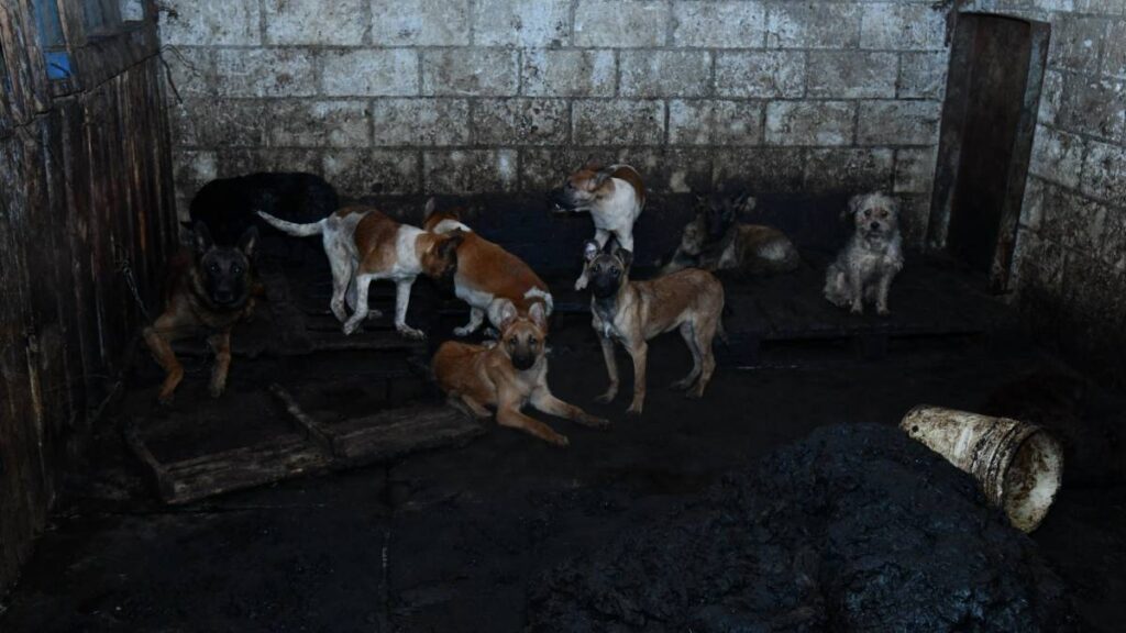 Rescatan más de 100 perros de maltrato en Mexicaltzingo, Edomex.
