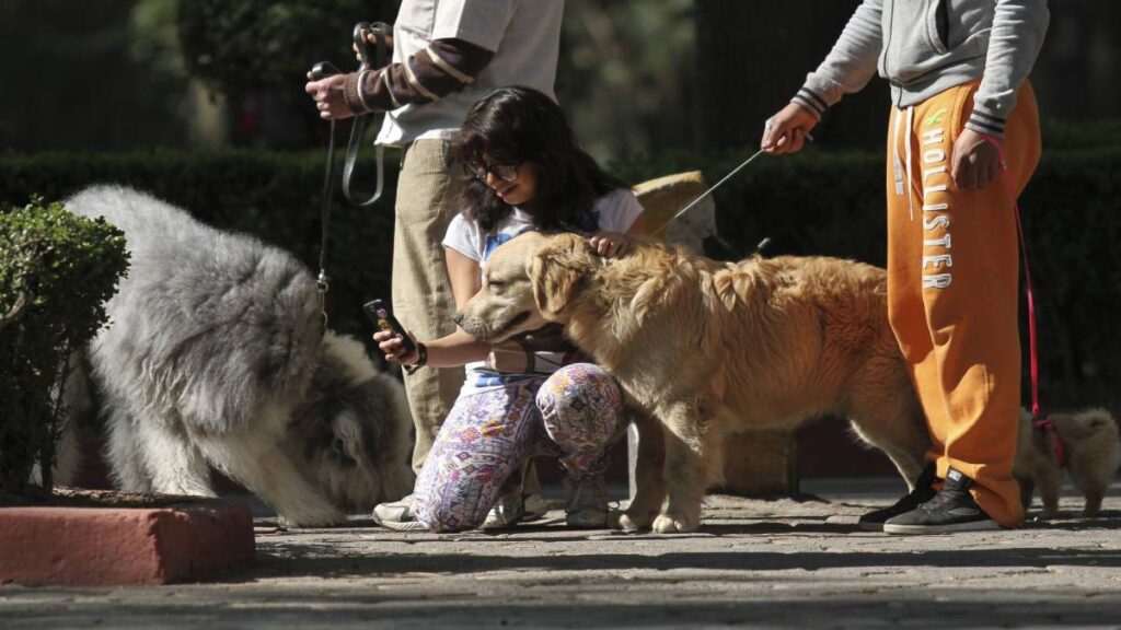 Abre el primer parque recreativo para mascotas en Atlixco