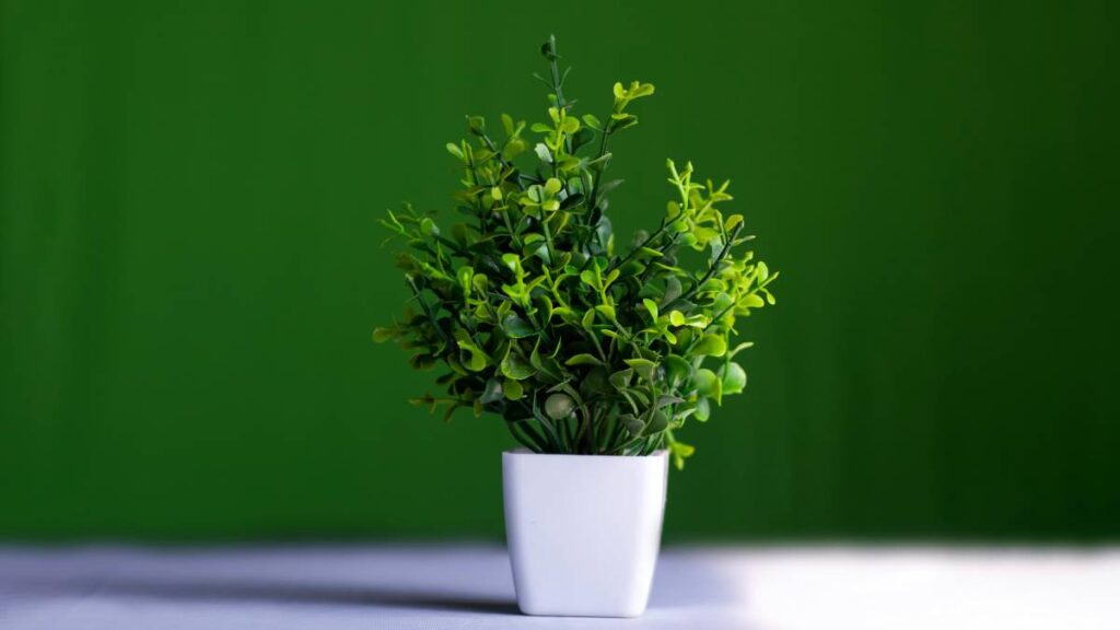 Receta de repelente casero para plantas, ¡dile adiós a moscas y cucarachas!