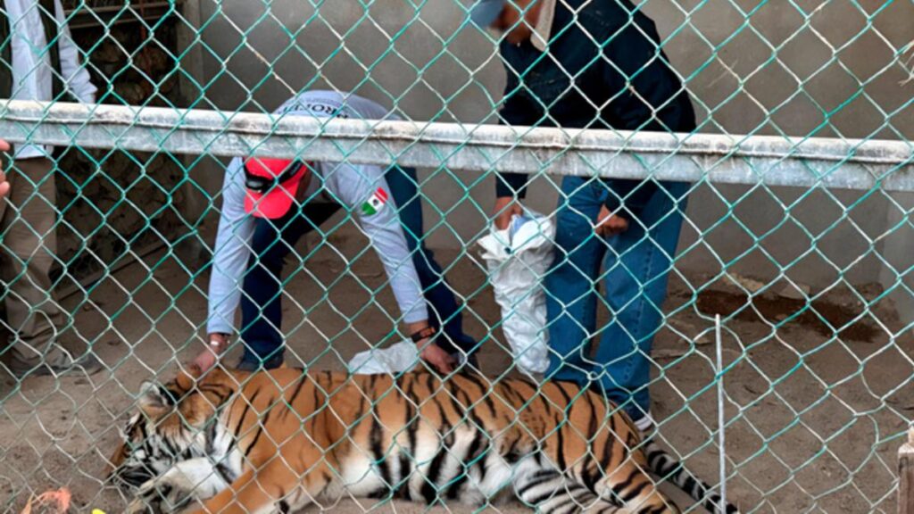 Rescatan a tigre de bengala en Baja California Sur; vivía en una jaula de 3x3 metros