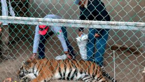 Rescatan a tigre de bengala en Baja California Sur; vivía en una jaula de 3x3 metros