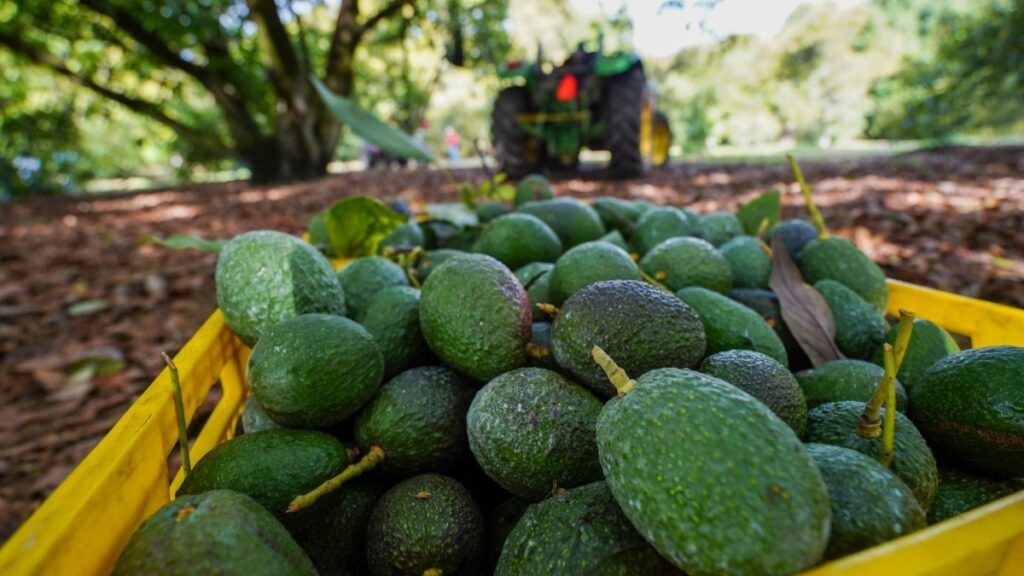 Super Bowl LIX: Estados Unidos importó 130 mil toneladas de aguacate mexicano