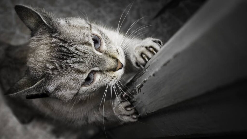 ¿Cómo corregir la conducta de un gato?