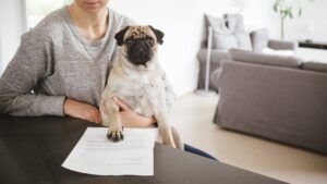 Beneficios de sacar el “acta de nacimiento de tu mascota” en Querétaro