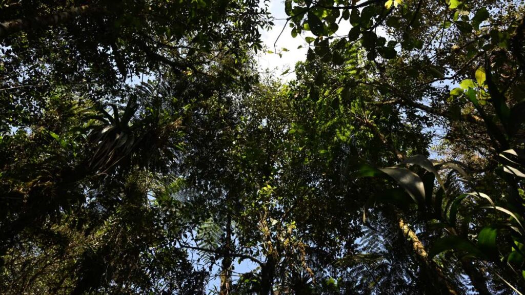 Mapa revela la altura de los bosques del mundo con detalles sin precedentes