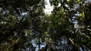 Mapa revela la altura de los bosques del mundo con detalles sin precedentes