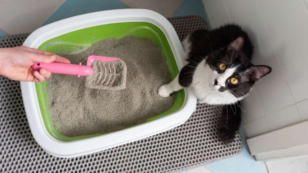 Edward Lowe, el hombre que inventó el arenero para gatos