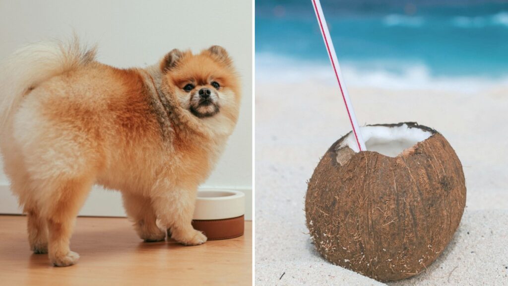 beber los perros aparte de agua