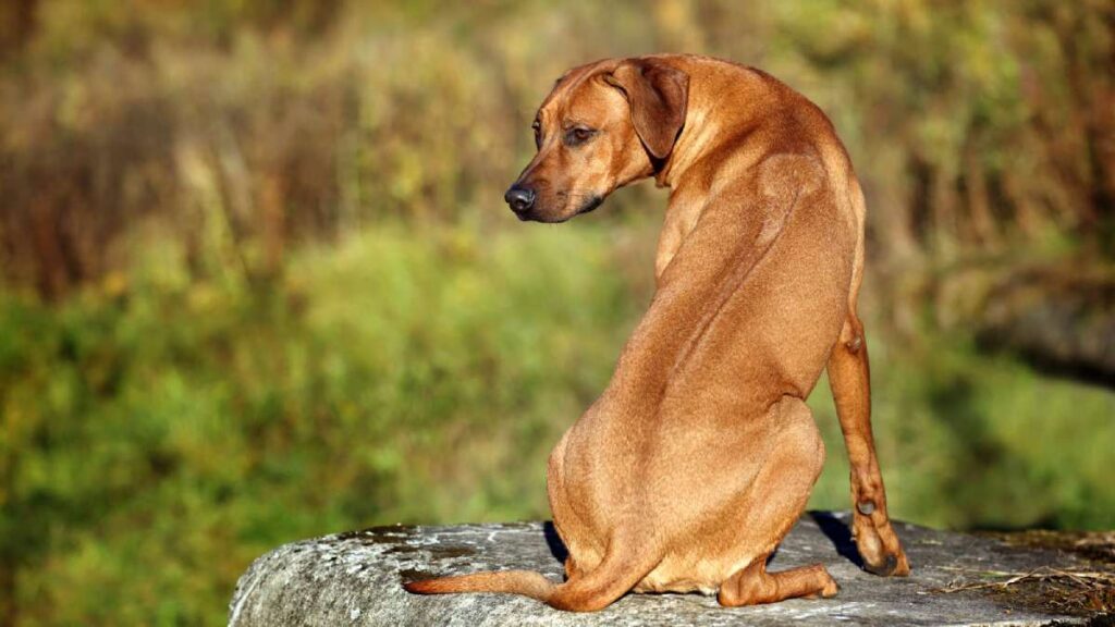 Historia del Crestado Rodesiano, el perro para cazar leones