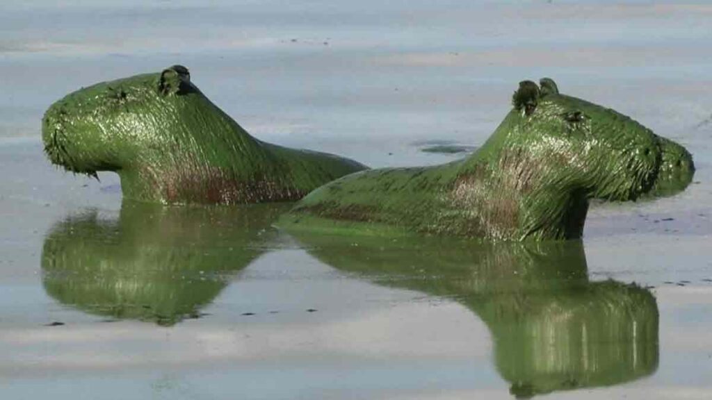 Capibaras Verdes